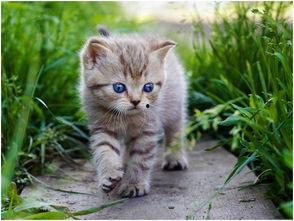 娱乐吃瓜酱猫条,揭秘娱乐圈那些不为人知的幕后故事